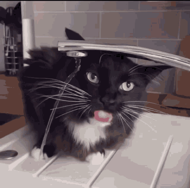 Cat Drinking Cat GIF - Cat Drinking Cat Water GIFs