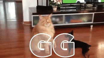 Cat Vs Dog GIF - Gg Good Game Fight GIFs