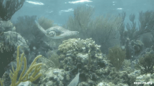 Turtle National Turtle Day GIF - Turtle National Turtle Day Sea GIFs