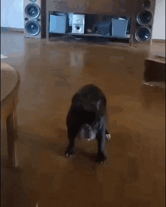 a dog is walking on a wooden floor in a living room .