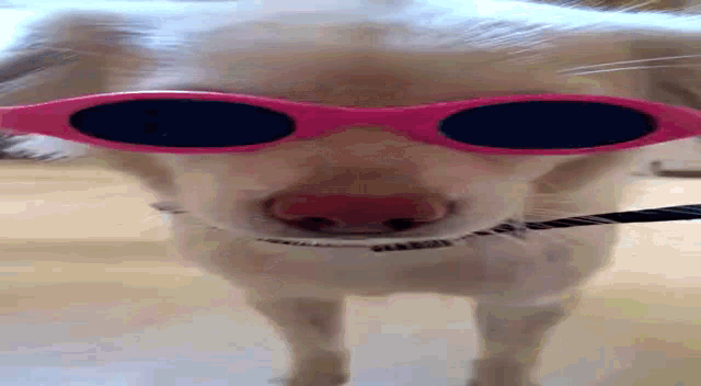 a close up of a dog wearing pink sunglasses .