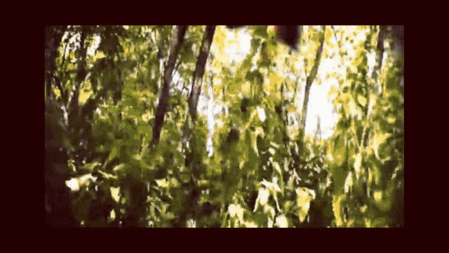 a blurry picture of trees and leaves with the sun shining through them