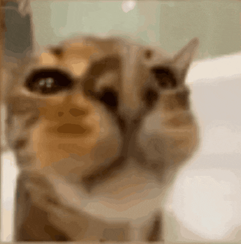 a close up of a cat 's face with a blurred background