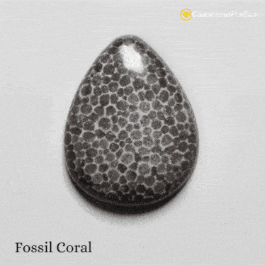 Fossil Coral Stone Fossil Coral Meaning GIF - Fossil Coral Stone Fossil Coral Meaning Fossil Coral For Sale GIFs