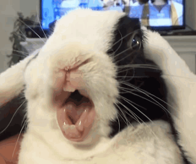 a black and white rabbit is yawning with its mouth open