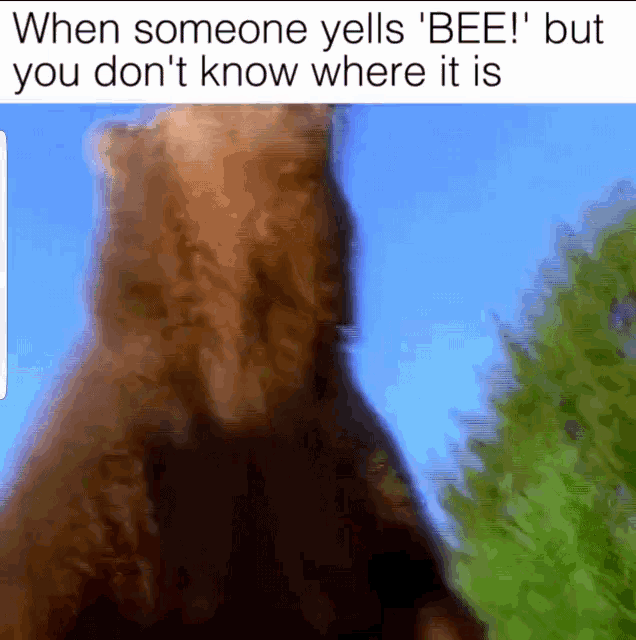 Bears When Someone Yells Bee But You Dont Know Where It Is GIF