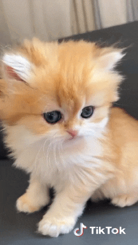 a fluffy orange and white kitten is sitting on a couch with tiktok written on the bottom