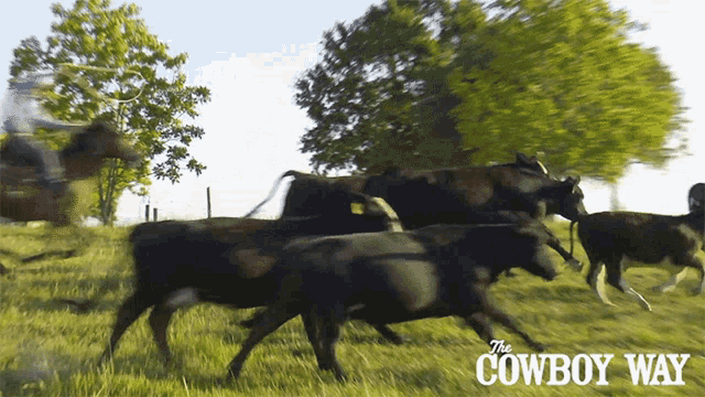 Herding The Cowboy Way GIF - Herding The Cowboy Way Cowboy GIFs