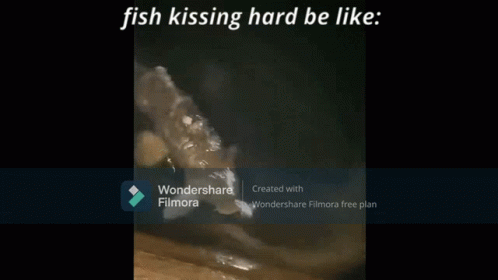 Fish Kiss Crazy GIF - Fish Kiss Crazy GIFs