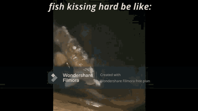 a video of a fish kissing another fish with the words fish kissing hard be like on the bottom
