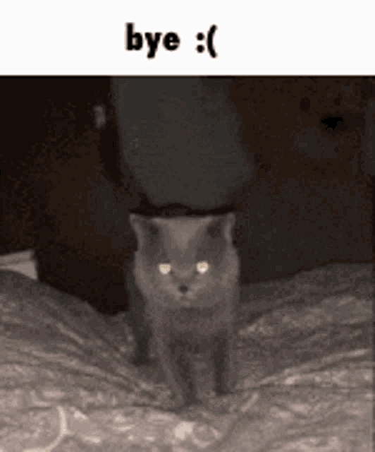 a cat with yellow eyes is standing on a bed with the words bye written above it