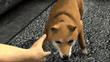 a person is petting a brown dog on a gravel road