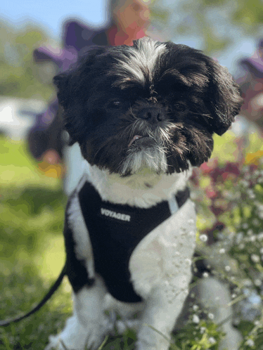 a small black and white dog wearing a black voyager harness