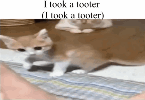 Goober Cat GIF - Goober Cat Silly GIFs