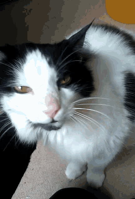 Cat Blep GIF - Cat Blep Mlem GIFs