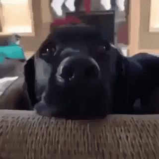 Dog Shocked GIF - Dog Shocked Share GIFs