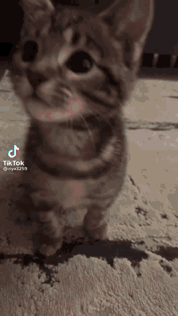 a tik tok video of a kitten walking on a rug