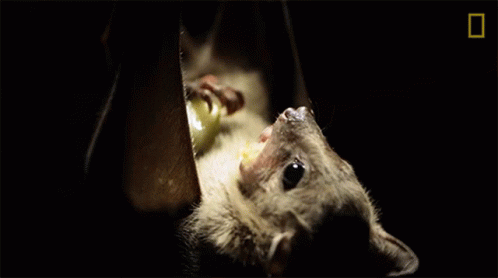 Eating Why Bats Arent As Scary As You Think GIF - Eating Why Bats Arent As Scary As You Think Yummy GIFs