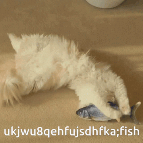Cat Fish GIF - Cat Fish Floppy Fish GIFs