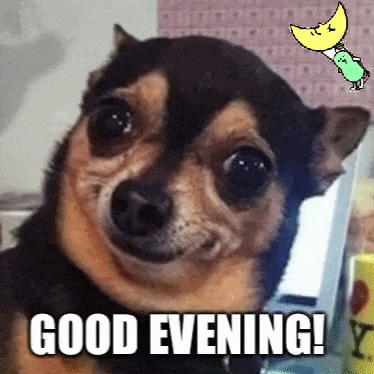 a small dog is smiling with the words `` good evening '' written below it .