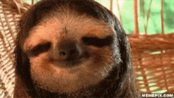 a close up of a sloth 's face with a memepix.com logo in the corner