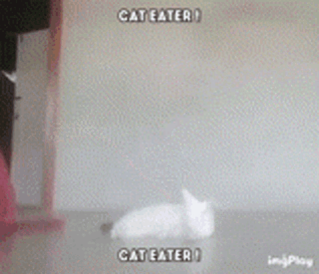 a cat eating a pink pillow with the words cat eater written on it