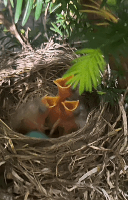 Good Morning Nature GIF - Good Morning Nature GIFs