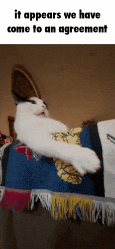 Cat Cat Angry GIF - Cat Cat Angry Agreed GIFs