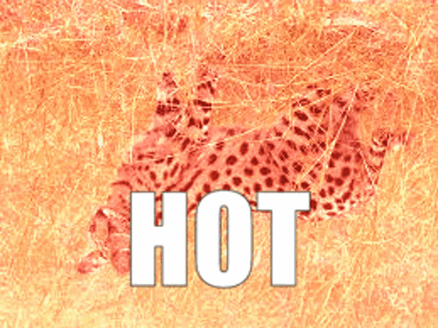 a picture of a leopard with the word hot written above it