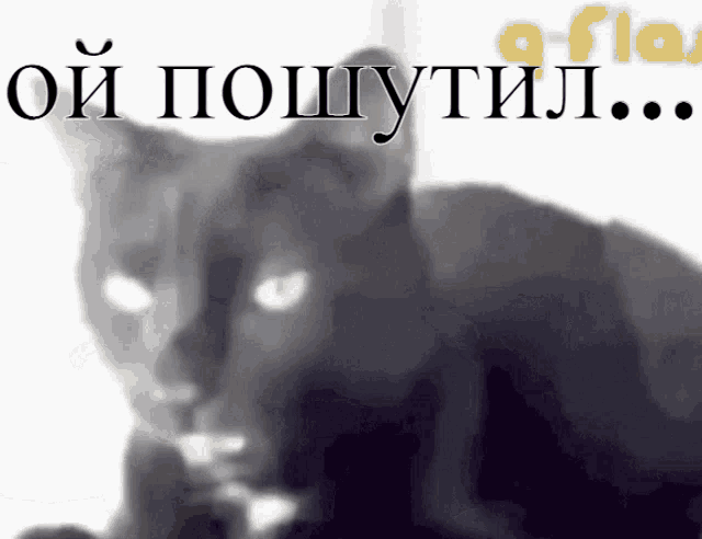 a black cat with white eyes is looking at the camera with the words " oi poshtuil " written above it