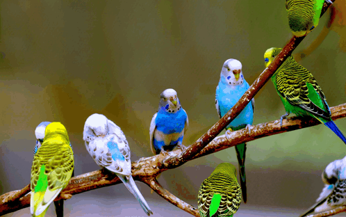 Parakeet GIF - Parakeet GIFs