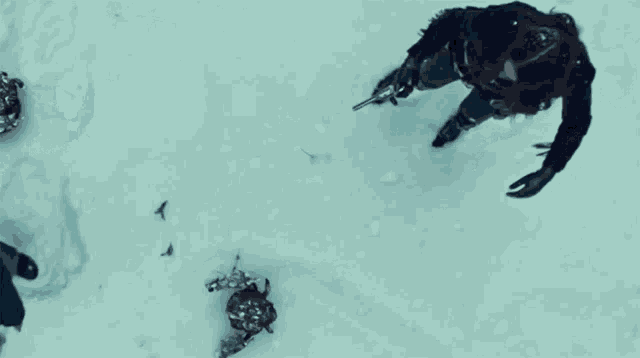 a group of people are standing in the snow with crabs