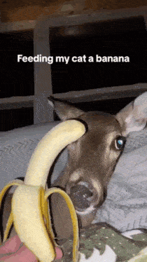 a person is feeding a deer a banana and the caption says feeding my cat a banana