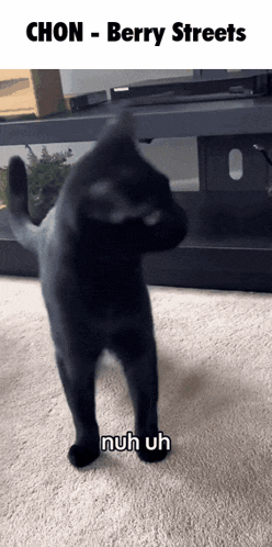 a black cat standing on its hind legs with the words chon berry streets written above it