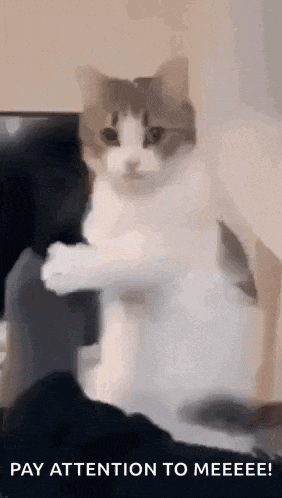 a cat is standing on its hind legs with its paws outstretched and looking at the camera .