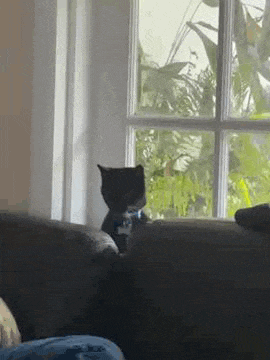a black cat is sitting on a couch next to a window .