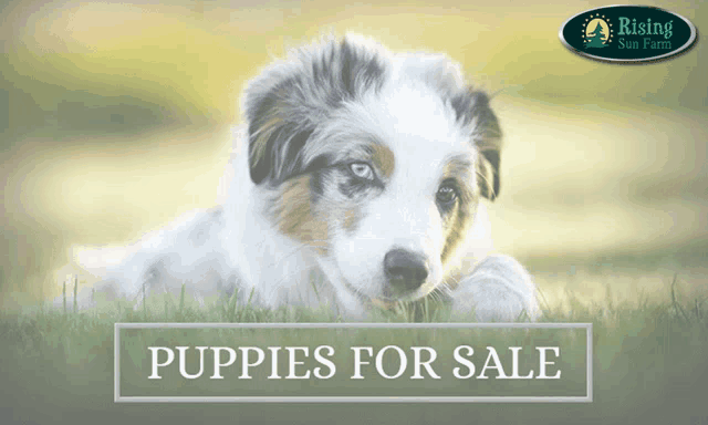 a picture of a puppy with the words puppies for sale