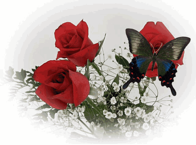 two butterflies are sitting on a bouquet of red roses and white baby 's breath