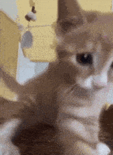 a close up of a kitten looking at the camera .