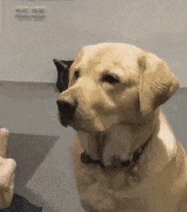 a close up of a dog with a collar on looking at something