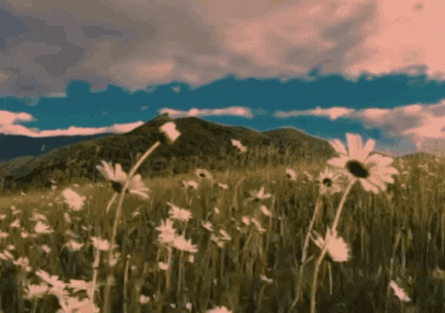 a field of daisies with mountains in the background and a cloudy sky