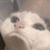 a close up of a cat 's face behind a glass .