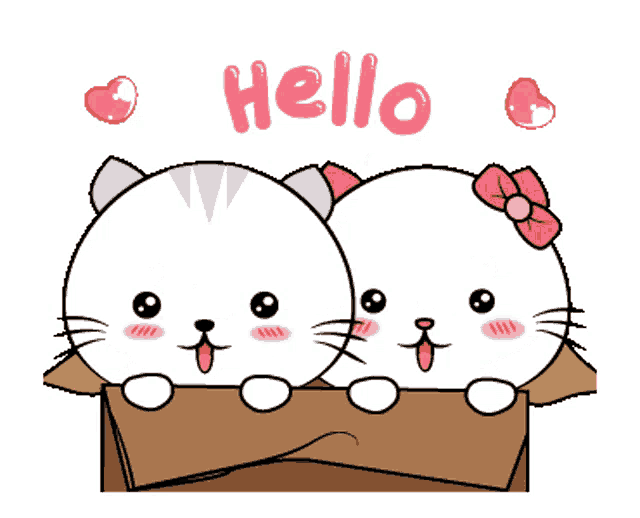 two cats in a cardboard box with the words hello above them