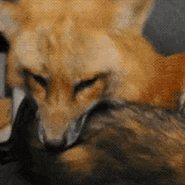 a close up of a fox holding a small bird in its mouth .