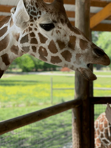 Giraffe Zoo GIF - Giraffe Zoo Safari GIFs