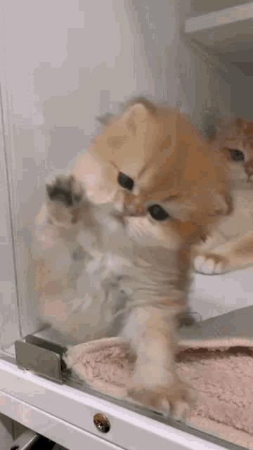 a cat is standing in front of a glass door in a closet .