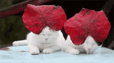 two white cats wearing red leaves on their head .