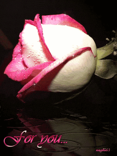 a pink and white rose with the words for you on the bottom right