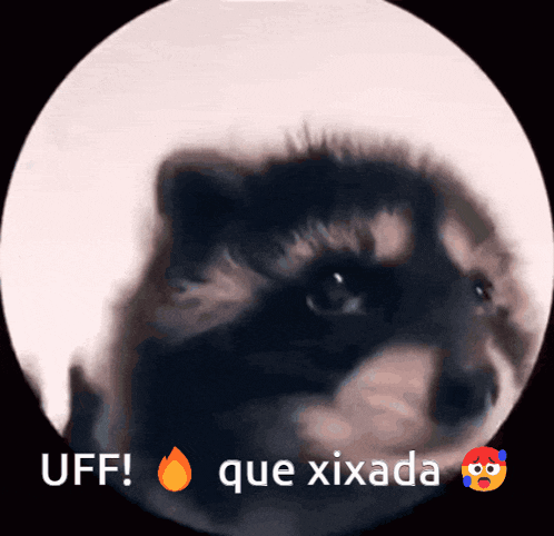a picture of a raccoon with the words uff que xirada written below it