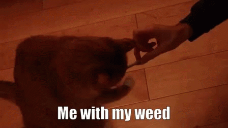 Weed Marijuana GIF - Weed Marijuana Cat GIFs